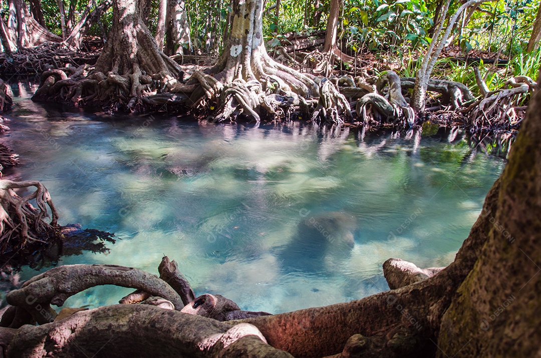 Floresta do pântano com raiz e fluxo de água em Tailândia. Floresta de mangue