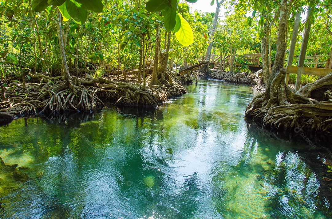 Floresta do pântano com raiz e fluxo de água em Tailândia. Floresta de mangue