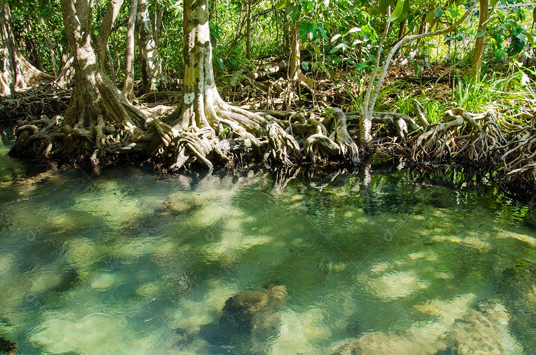 Floresta do pântano com raiz e fluxo de água Tailândia. Floresta de mangue