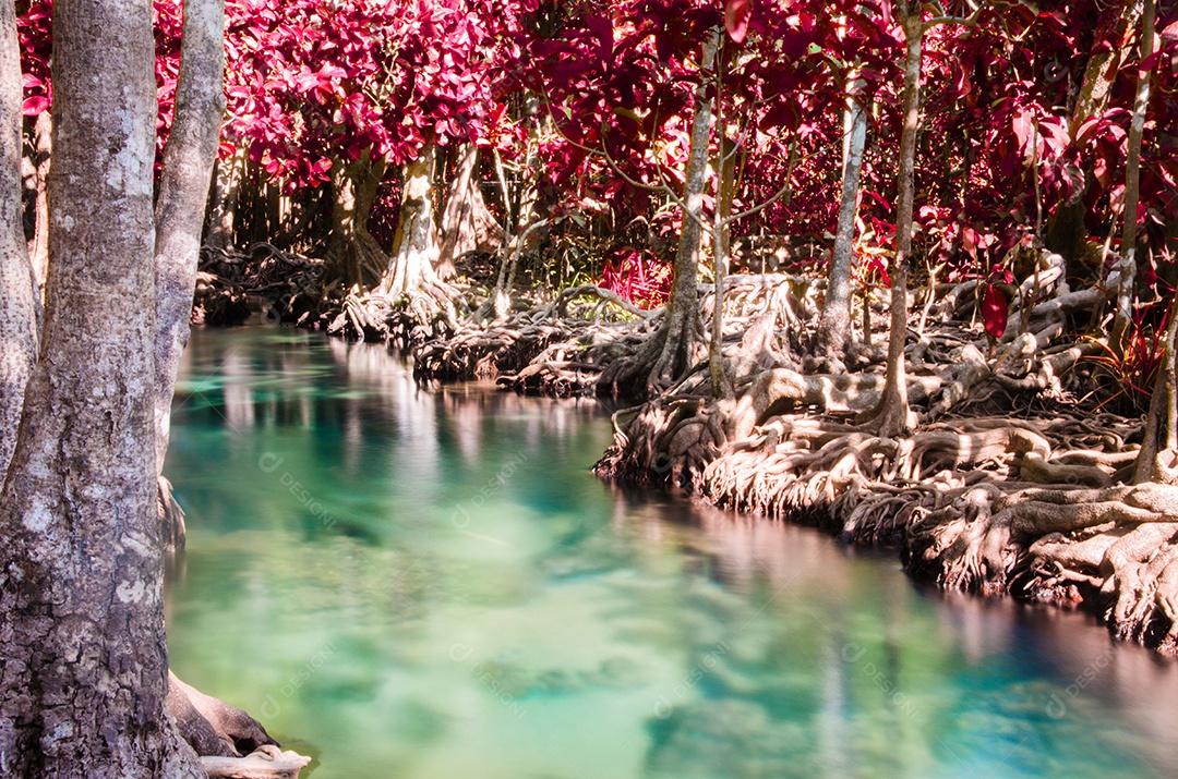 Floresta do pântano com raiz e fluxo de água em Tailândia. Floresta de mangue