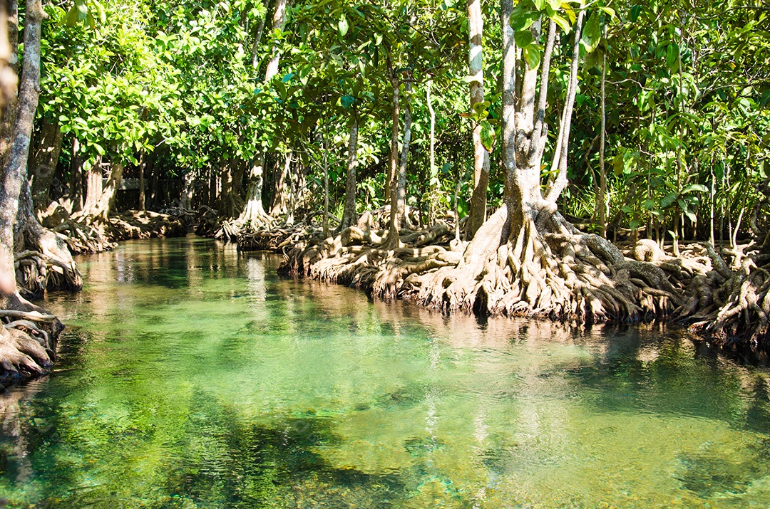 Floresta do pântano com raiz e fluxo de água em Tailândia. Floresta de mangue
