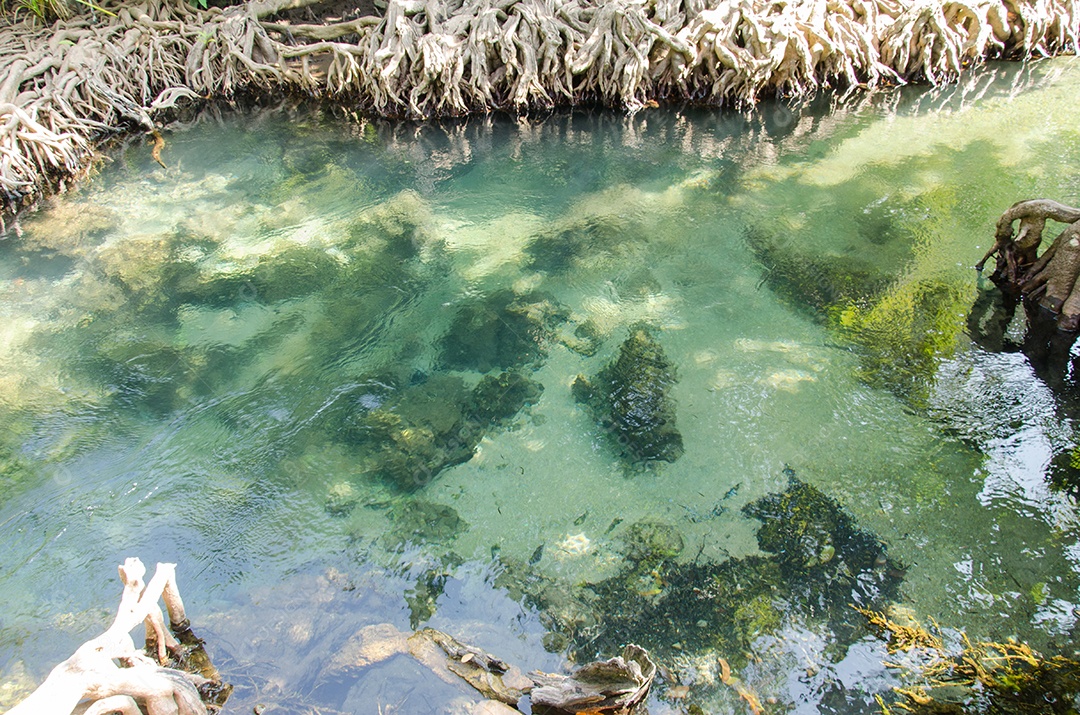 Floresta do pântano com raiz e fluxo de água em Tailândia. Floresta de mangue.