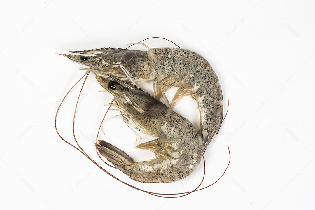 Camarões crus isolam no fundo branco.