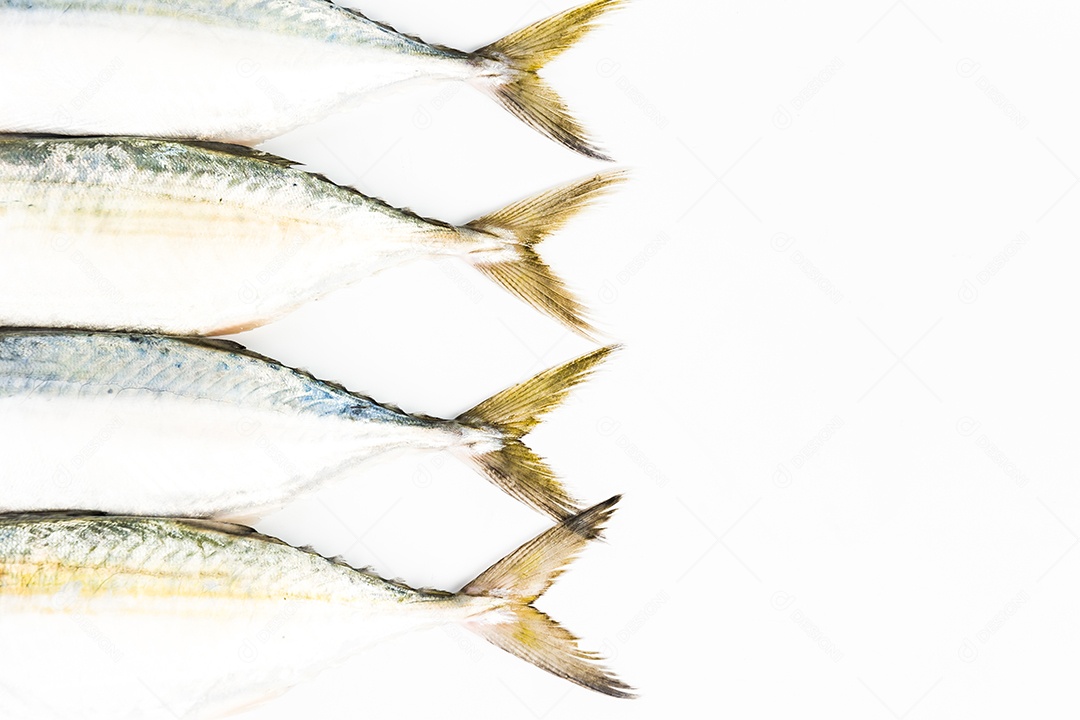 cavala curta em fundo branco