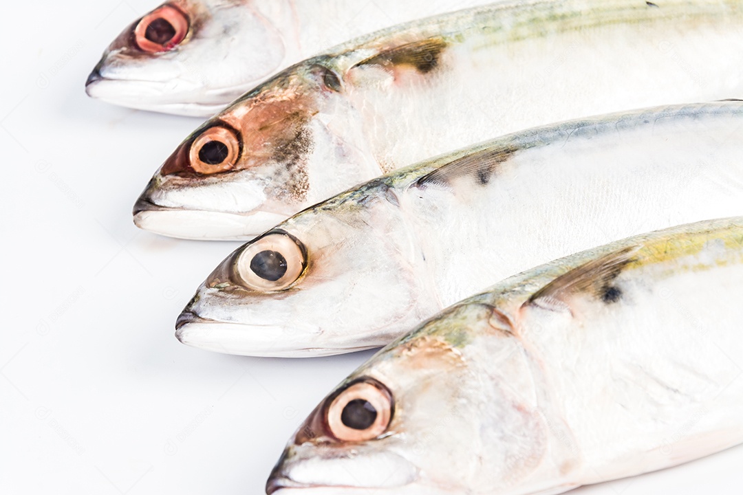 cavala curta em fundo branco