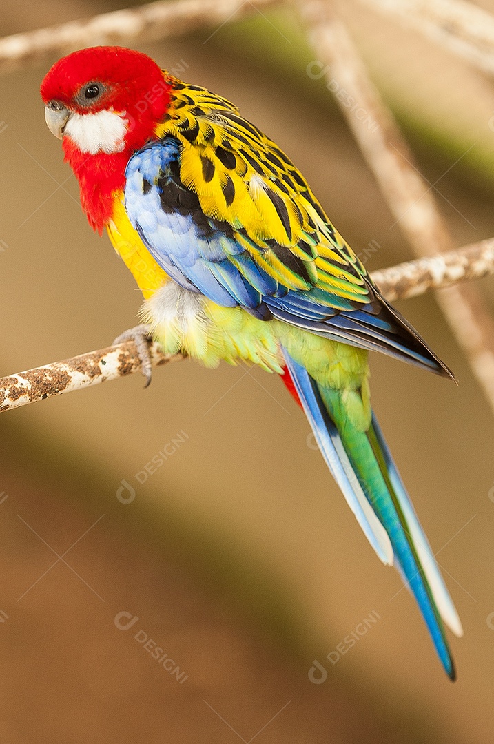 Imagem de uma ave colorida Platycercus eximius