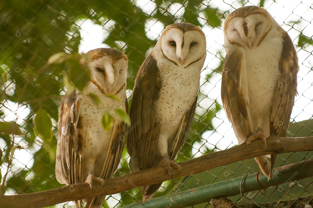 Imagem de três corujas em uma arvore