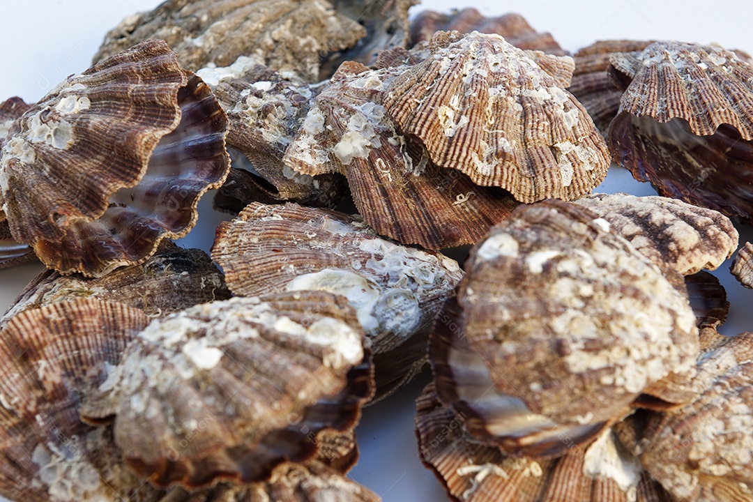 Imagem de uma viera, fruto do mar