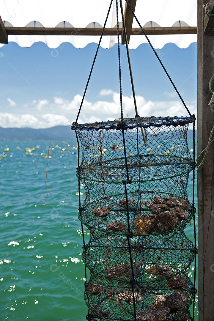 Imagem de uma pescaria com vários peixes no mar de aguas azuis