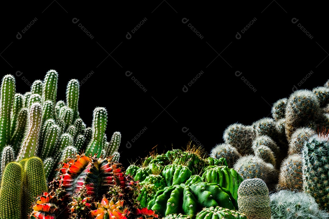 Cacto em fundo preto
