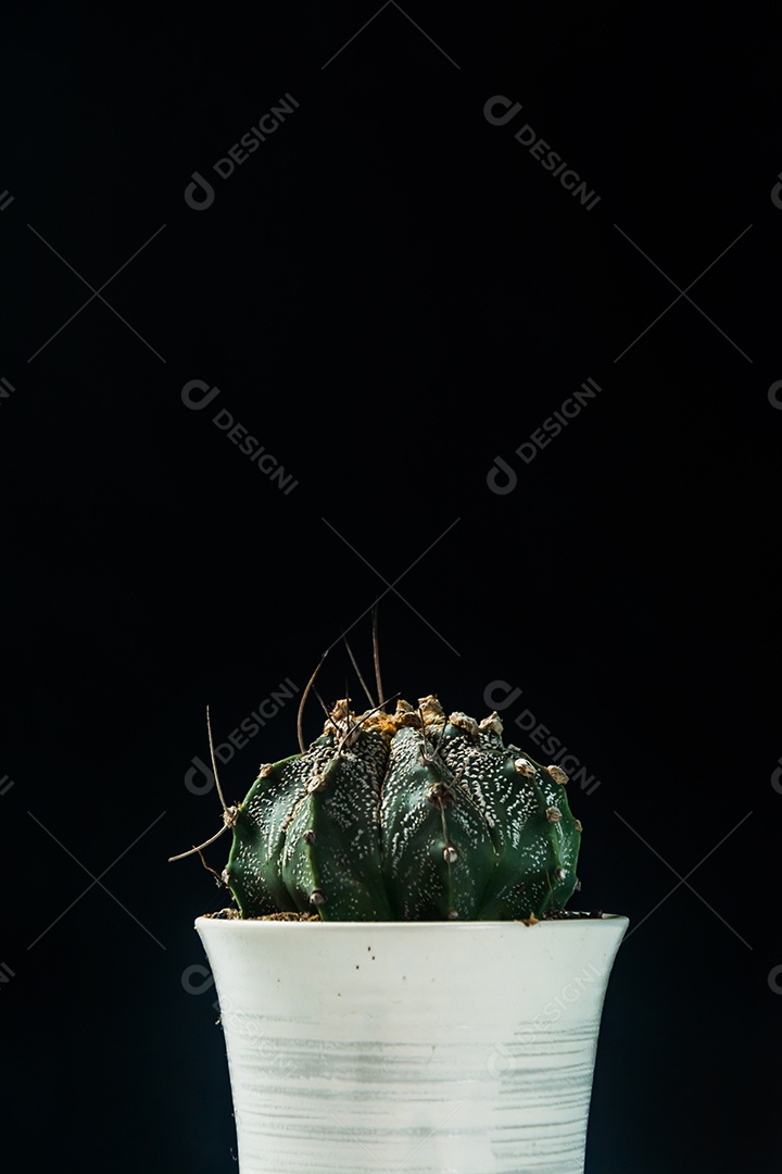Cacto em fundo preto