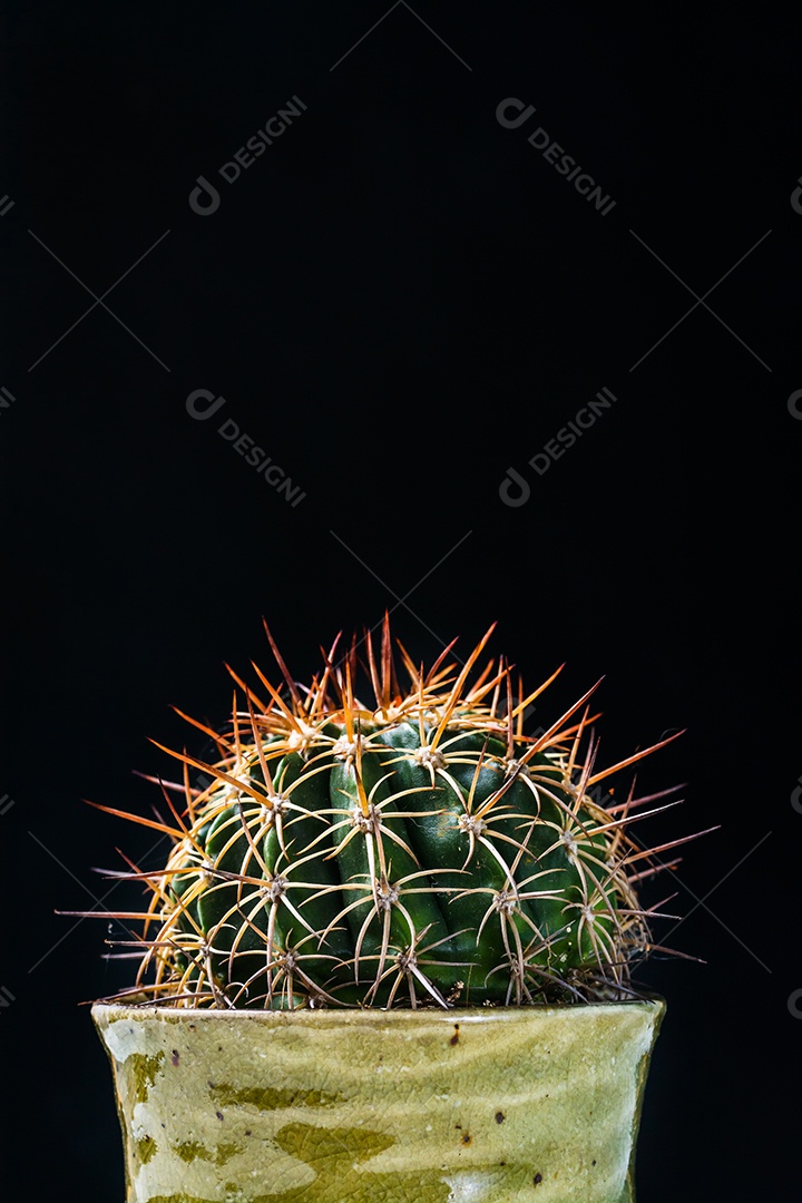 Cacto em fundo preto