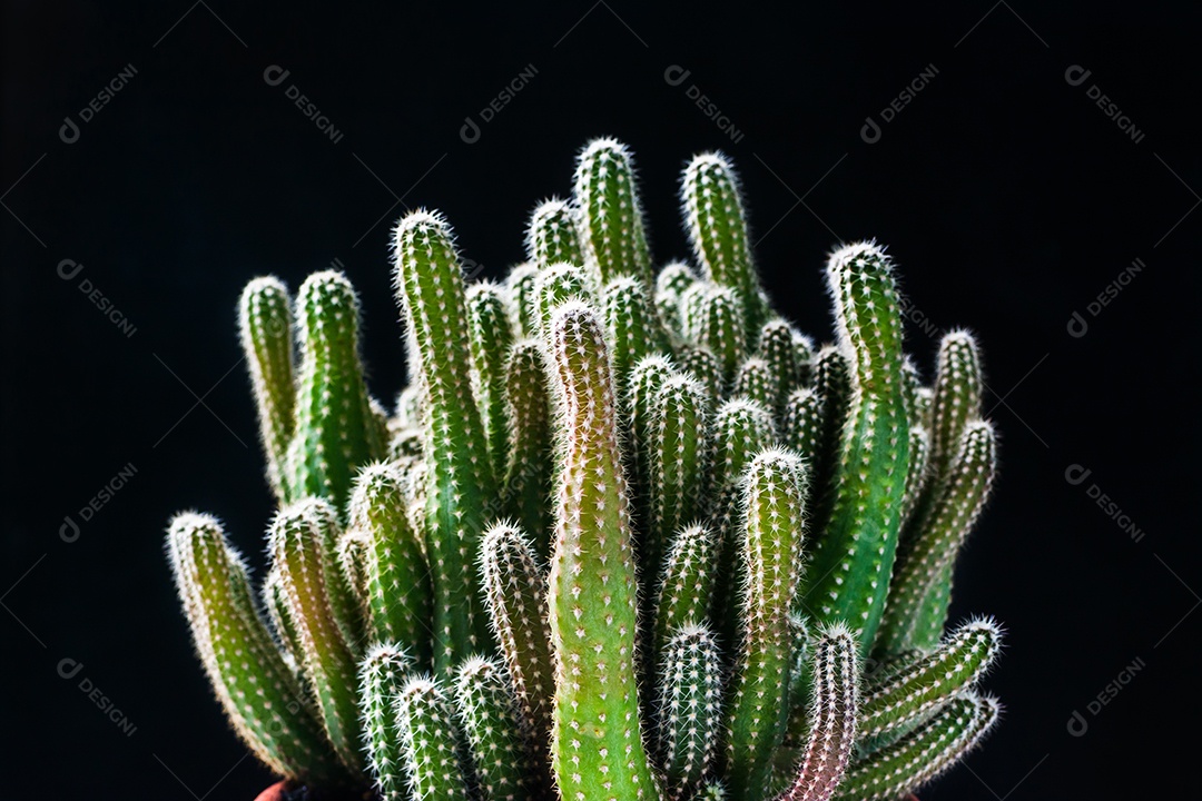 Cacto em fundo preto