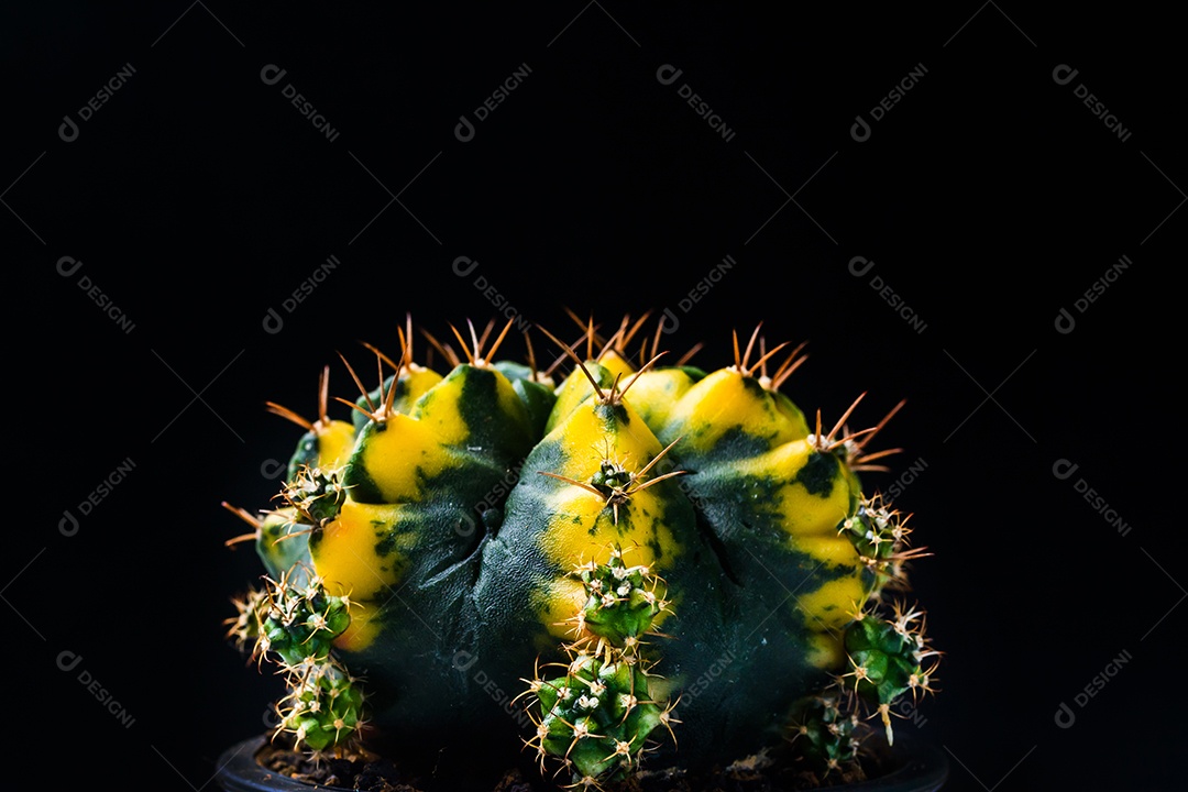 Cacto em fundo preto