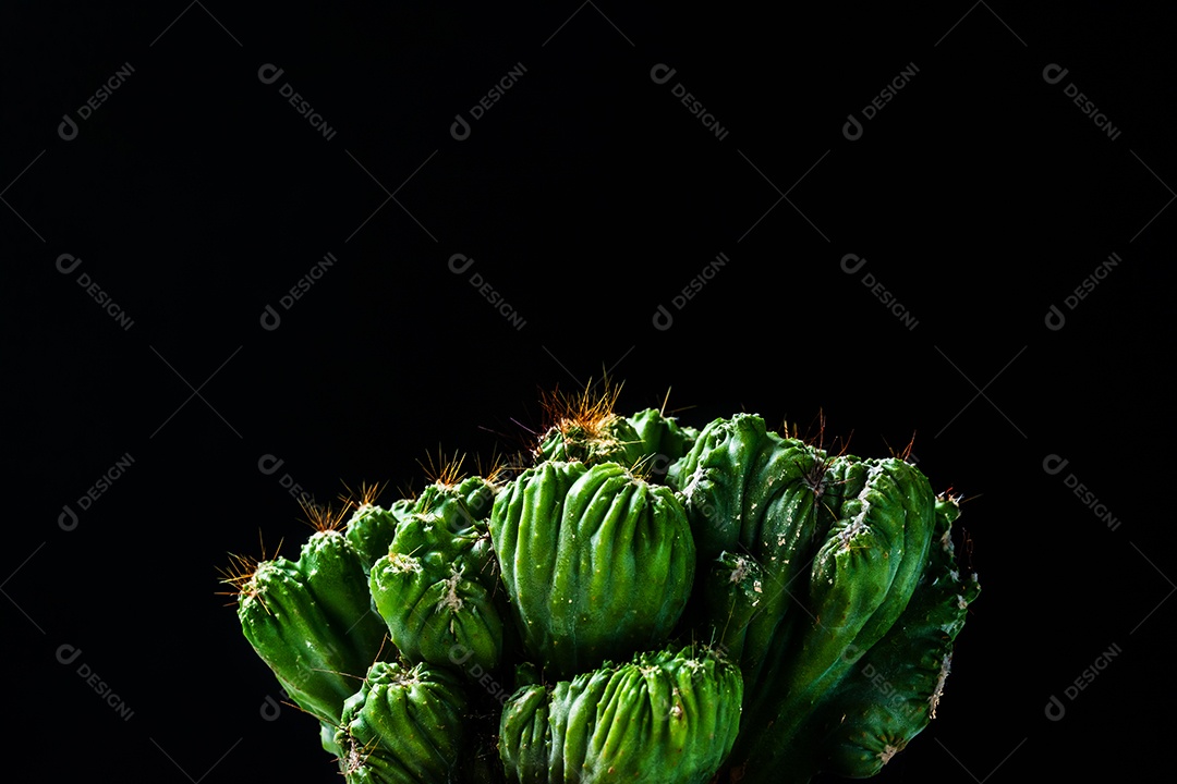 Cacto em fundo preto