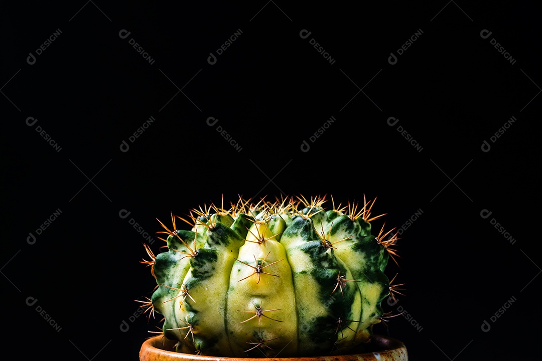 Cacto em fundo preto