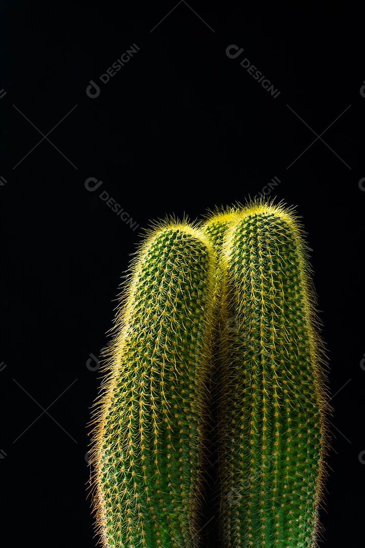 Cacto em fundo preto