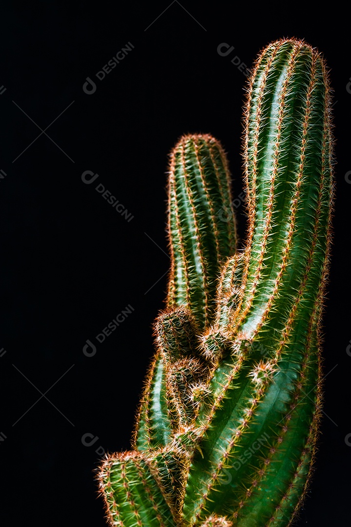 fechar cacto em fundo preto