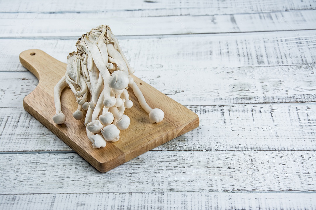 cogumelo na madeira branca