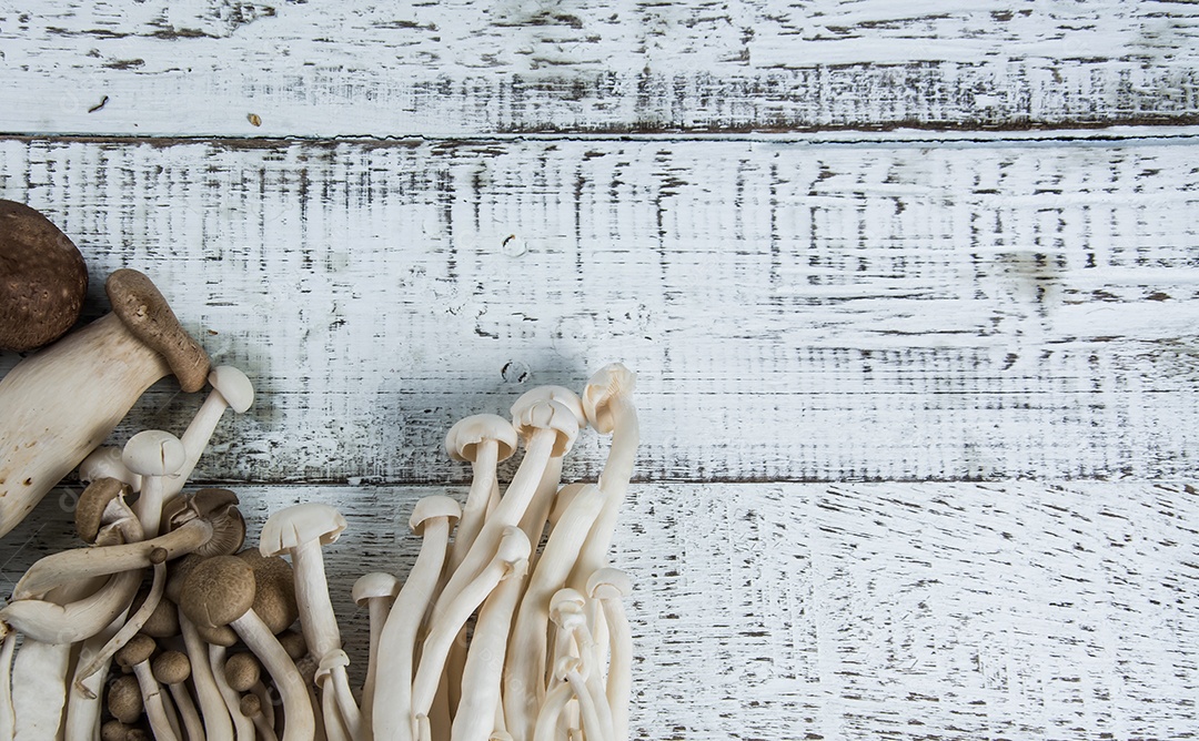 cogumelo na madeira branca