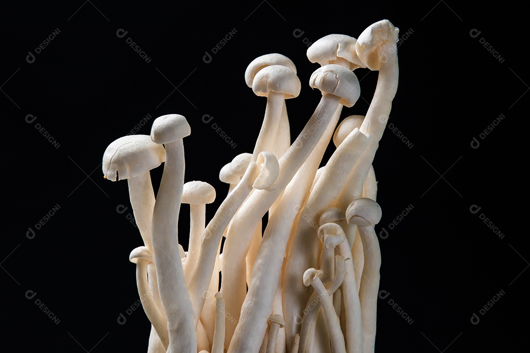 close up mushroom on black background