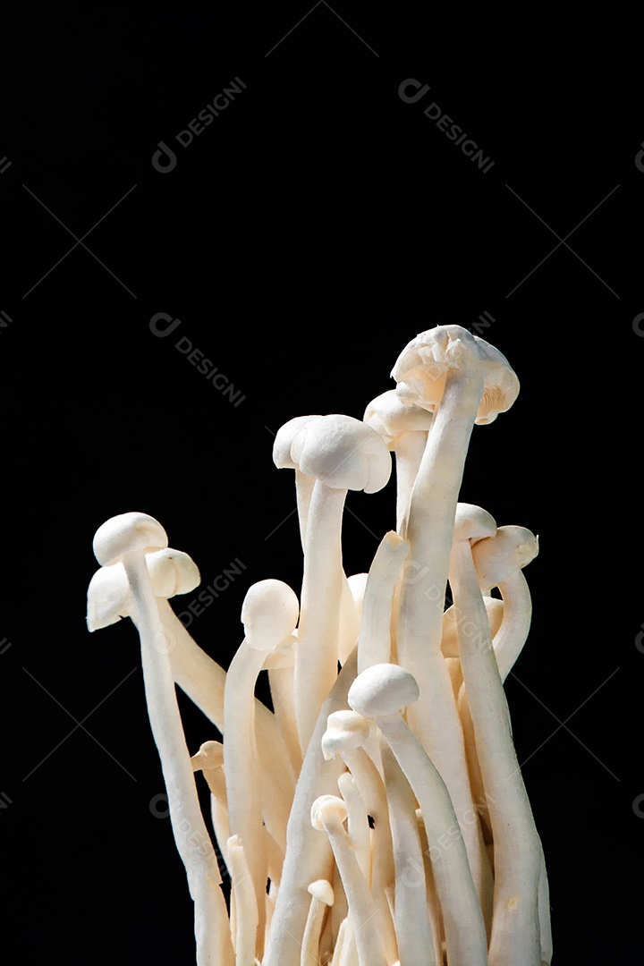 fechar o cogumelo no fundo preto