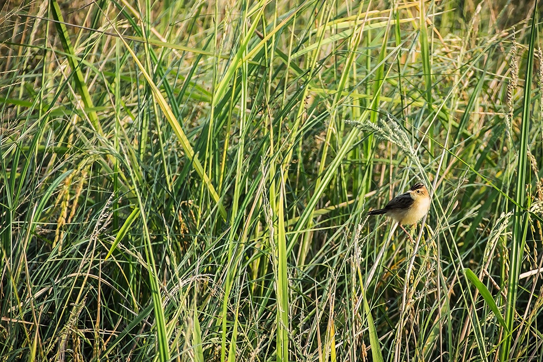 toutinegra barrada - pássaro migratório cantando passeriforme sentado no galho