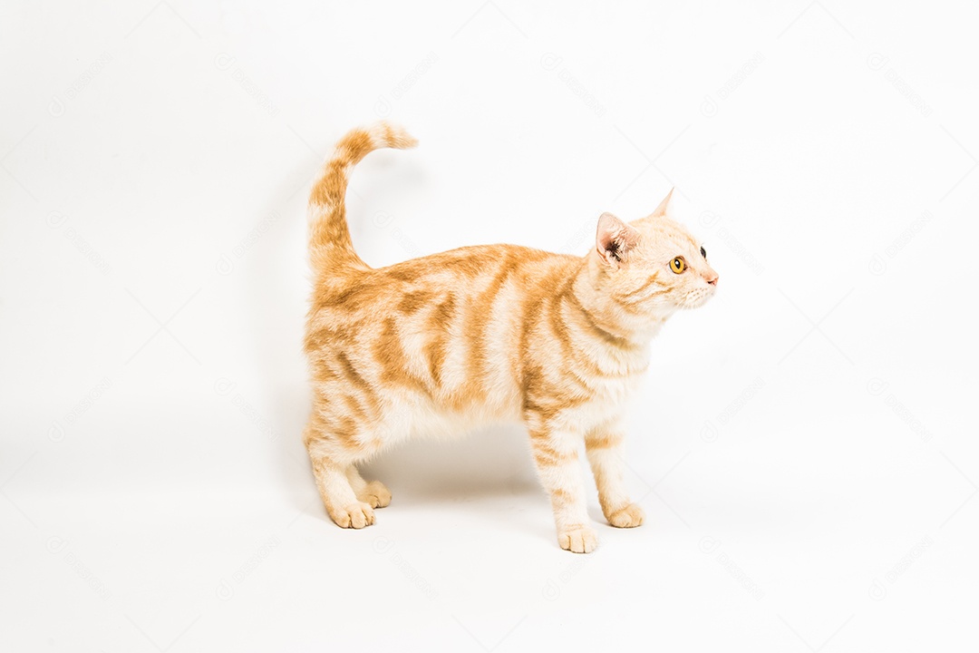 gato American Shorthair no fundo branco