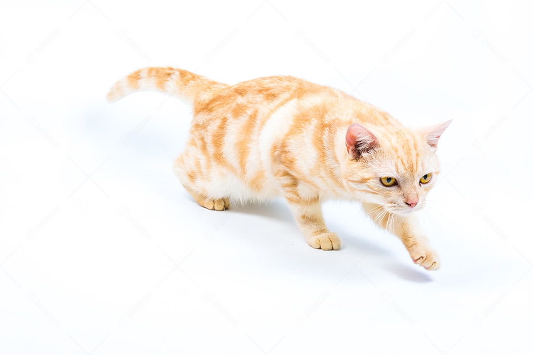 gato American Shorthair no fundo branco