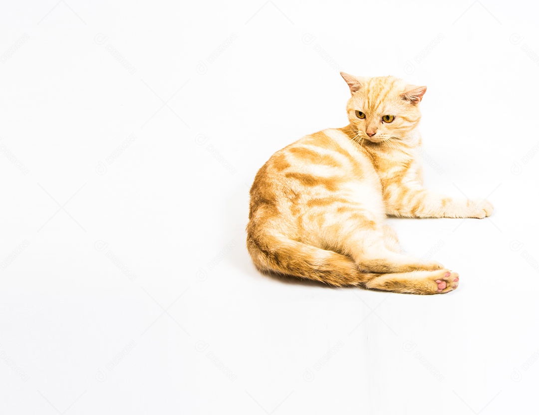 gato American Shorthair no fundo branco
