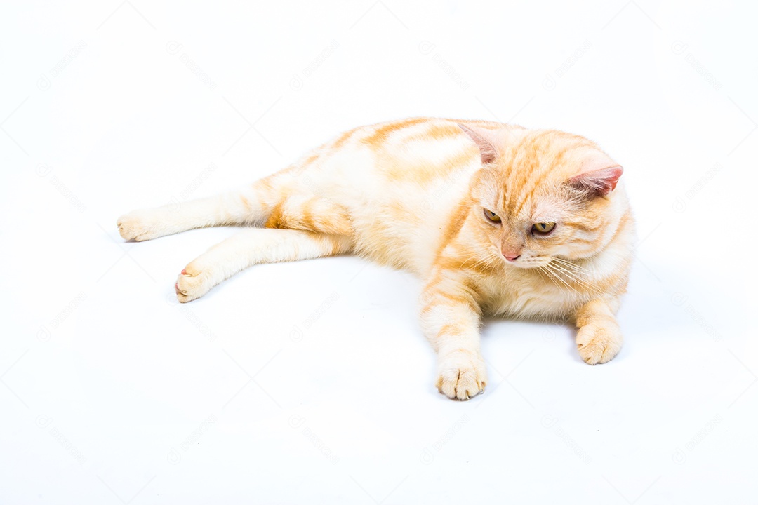 gato American Shorthair no fundo branco