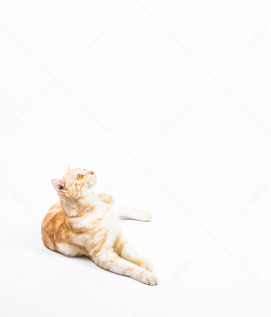 gato American Shorthair no fundo branco