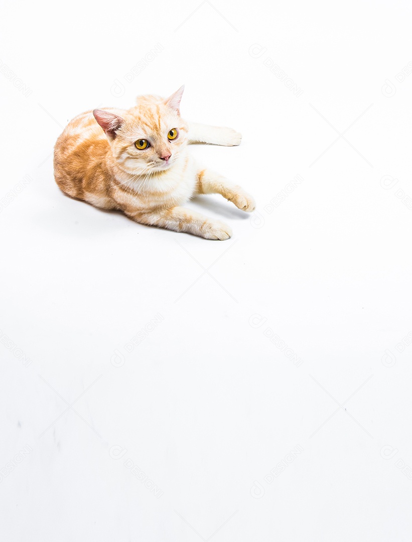 gato American Shorthair no fundo branco