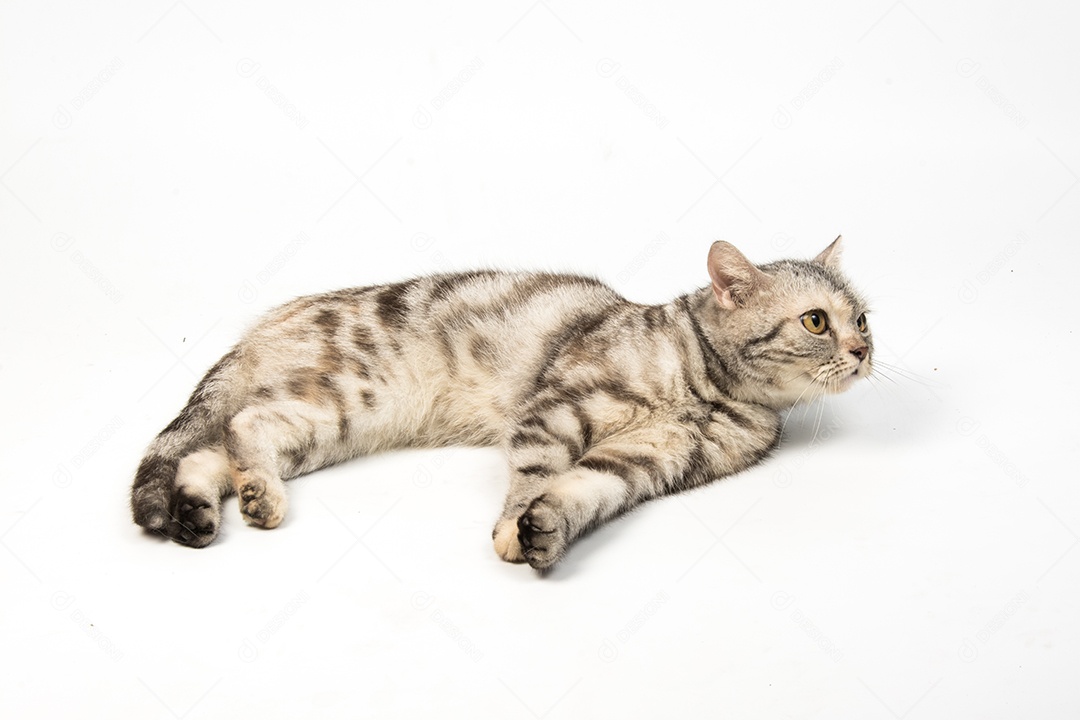 gato American Shorthair no fundo branco