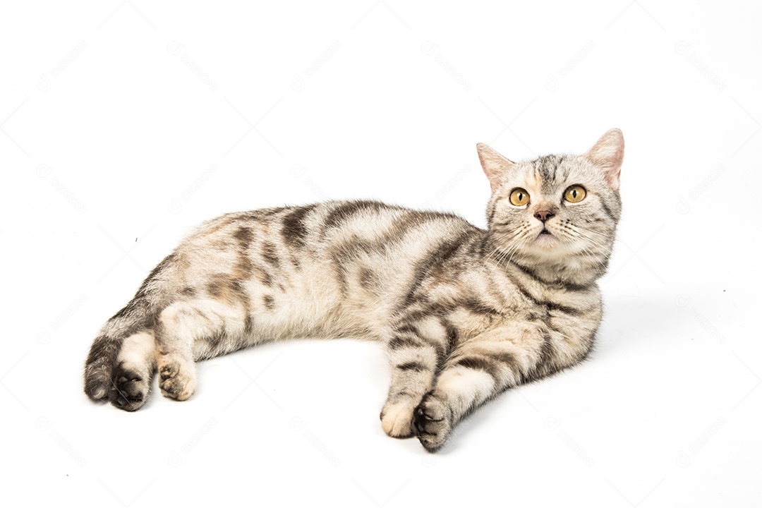 gato American Shorthair no fundo branco