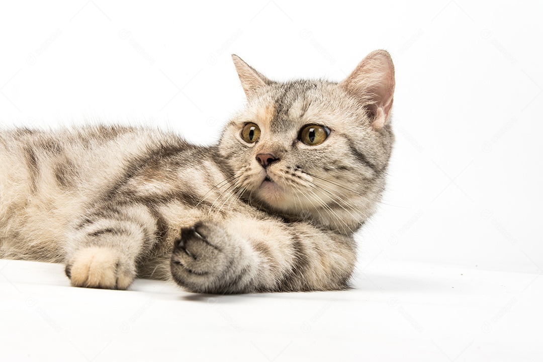gato American Shorthair no fundo branco