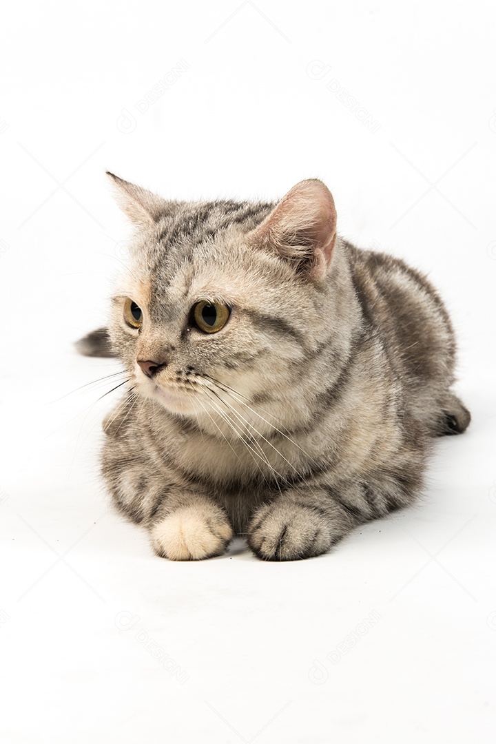 gato American Shorthair no fundo branco