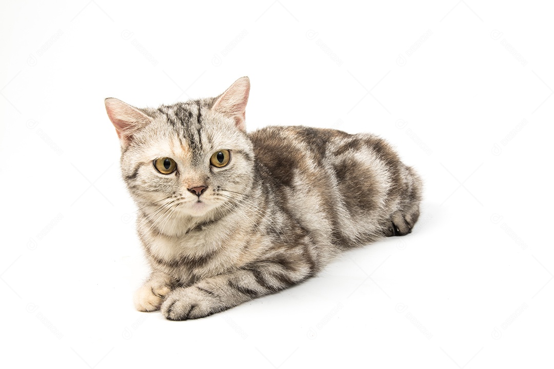 Gato american Shorthair no fundo branco