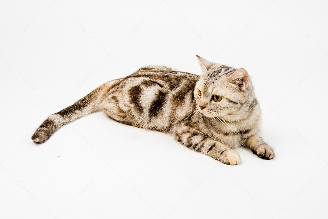 Gato american Shorthair no fundo branco