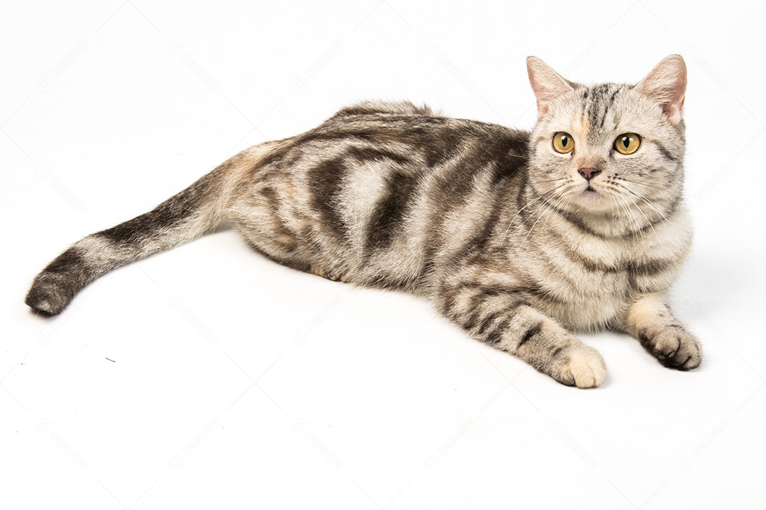 Gato american Shorthair no fundo branco