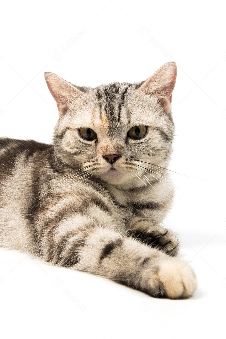 Gato american Shorthair no fundo branco