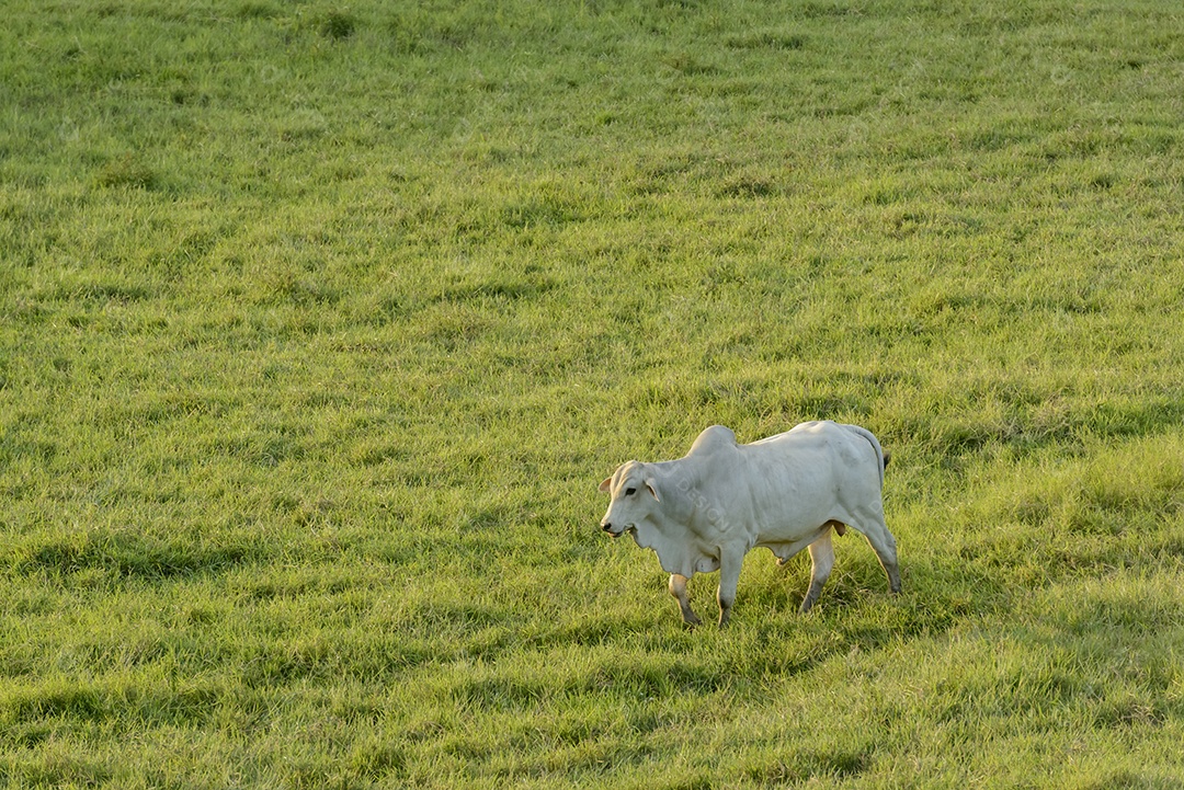 Gado Nelore no Estado da Paraíba, Brasil.