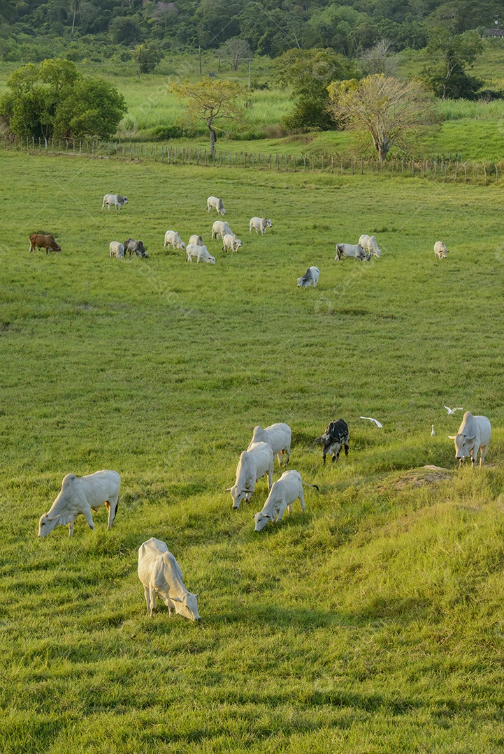 Gado Nelore no Estado da Paraíba, Brasil.