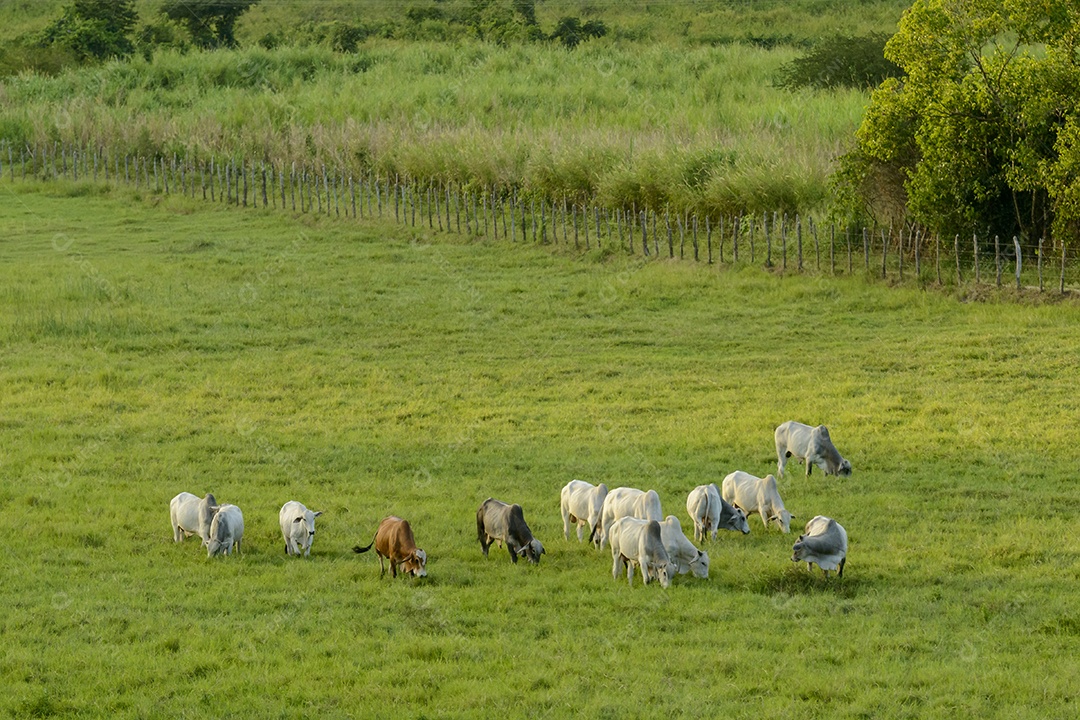 Gado Nelore no Estado da Paraíba, Brasil.