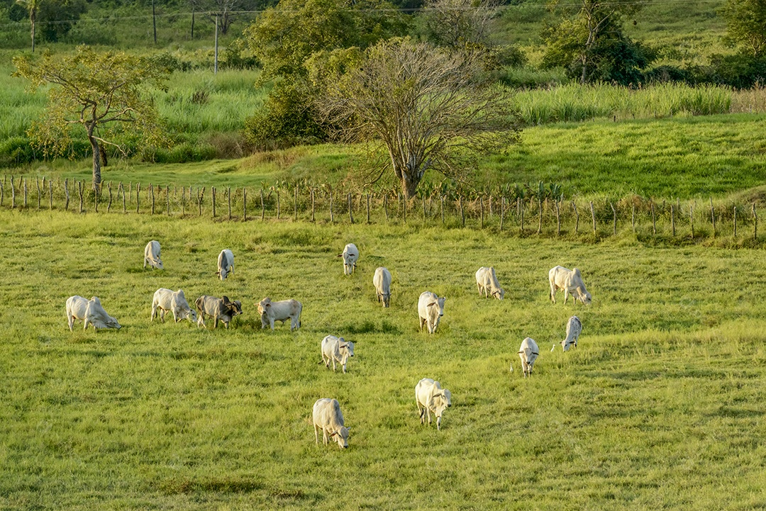 Gado Nelore no Estado da Paraíba, Brasil.