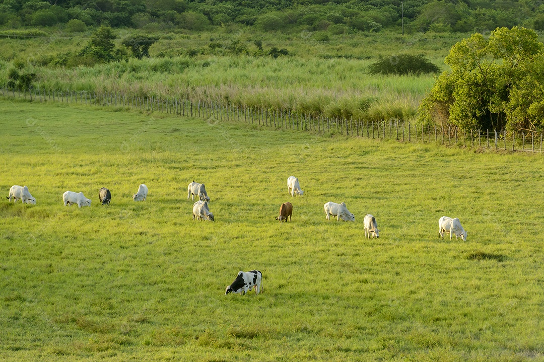 Gado Nelore no Estado da Paraíba, Brasil.