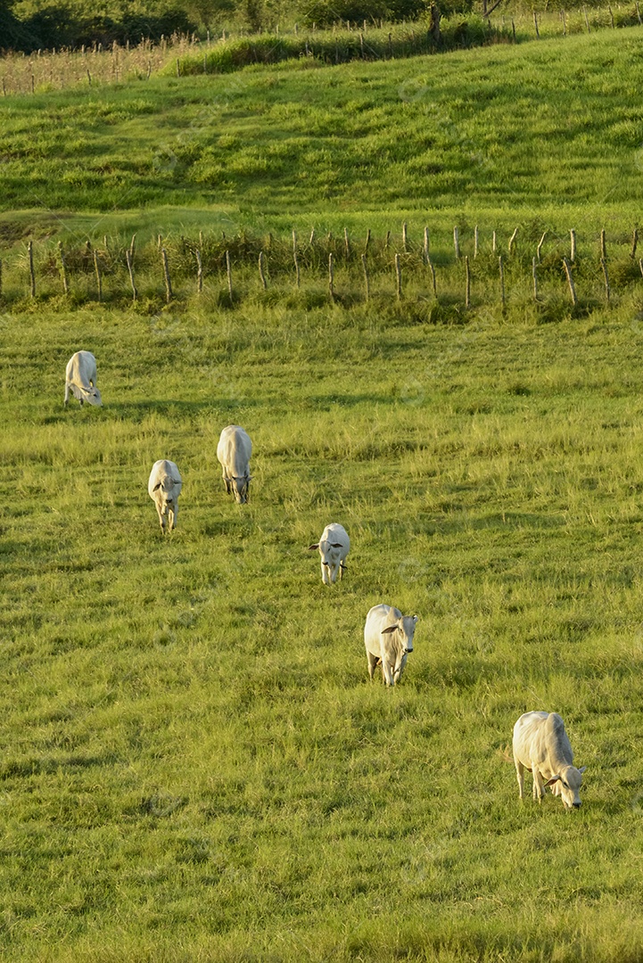 Gado Nelore no Estado da Paraíba, Brasil.