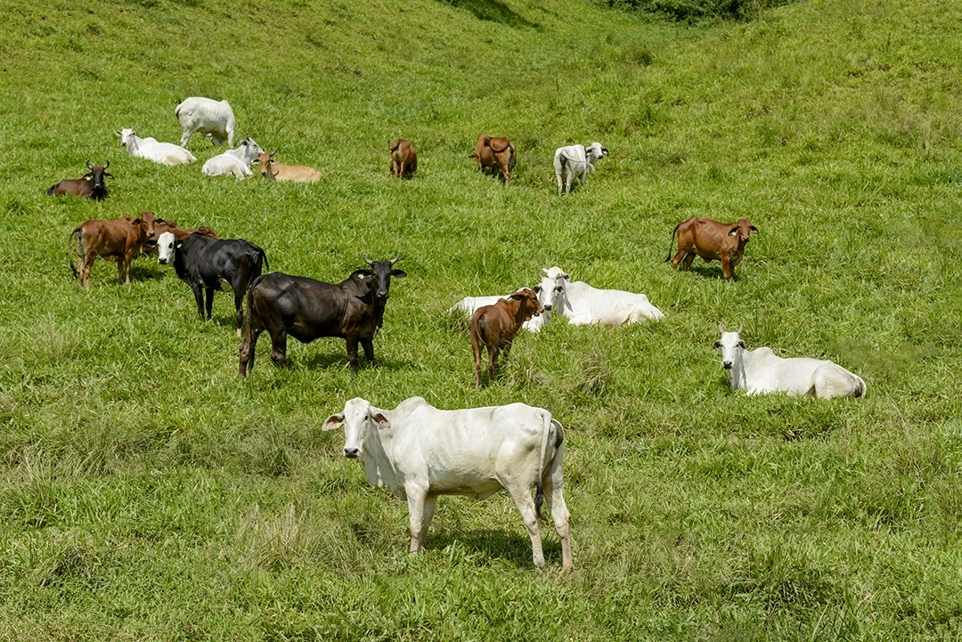 Gado Nelore no Estado da Paraíba, Brasil.