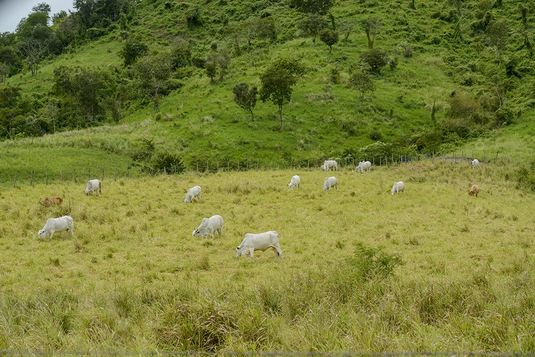 Gado Nelore no Estado da Paraíba, Brasil.