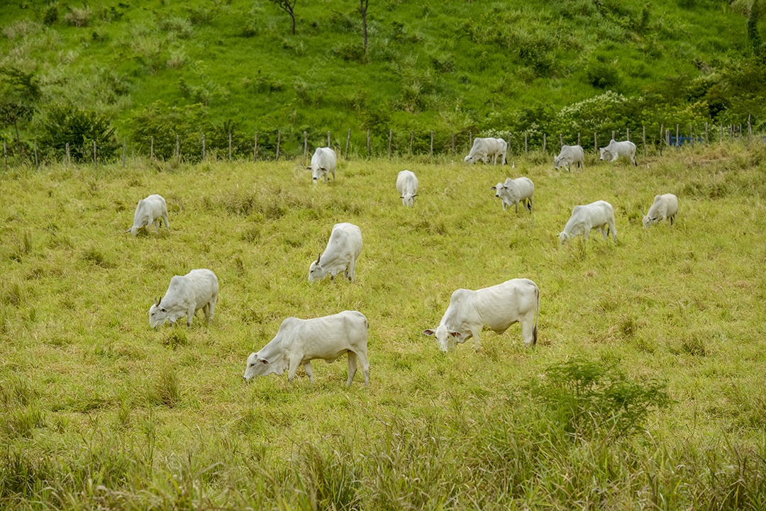 Gado Nelore no Estado da Paraíba, Brasil.